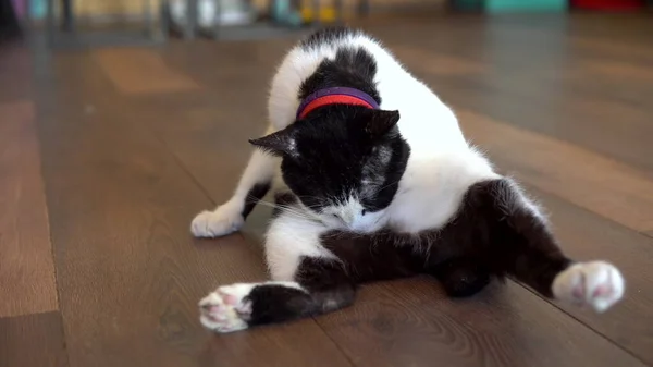 一只斑点猫坐在地板上舔东西.黑白相间的猫舔了舔，看着摄像机. — 图库照片