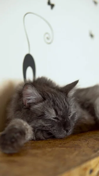 Maine Coon Katze schläft. Graue Katze schläft auf dem Schrank Nahaufnahme. — Stockfoto