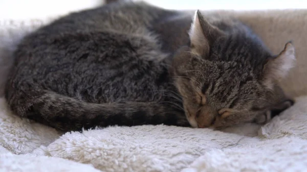 Die gestromte Katze schläft. Die Katze liegt auf einer karierten Nahaufnahme. — Stockfoto