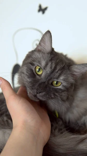 메인 콘 고양이 확대 사진. 회색 고양이가 수컷의 손을 핥아서 물다. — 스톡 사진