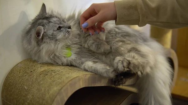 Die graue Katze liegt an der Hauswand. Eine Frau spielt mit einer Katze. Die Katze versucht, dem Mädchen in die Hand zu beißen. — Stockfoto