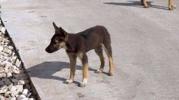 Egy kóbor kiskutya áll az utcán és néz. Egy kicsit éhes és magányos kutya.. — Stock videók