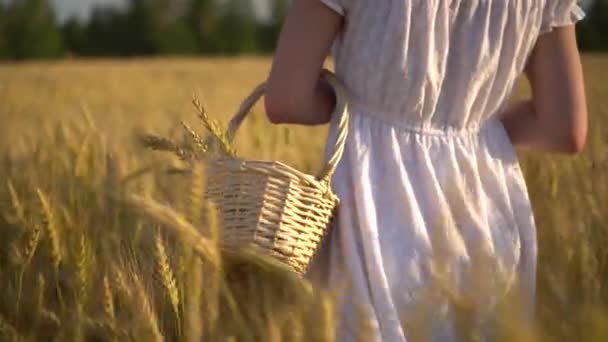 Una joven está caminando en un campo de trigo amarillo con una canasta en las manos. Cesta de paja con espiguillas de trigo. Vista trasera de primer plano . — Vídeos de Stock