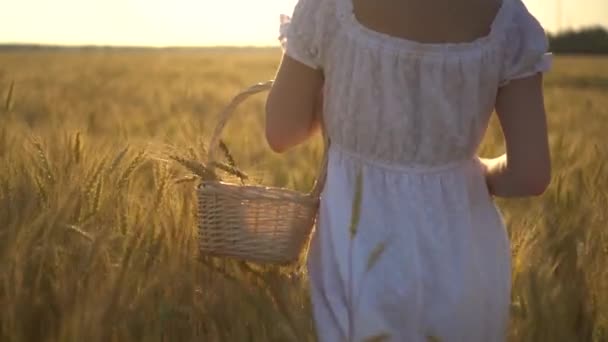 Młoda kobieta chodzi po żółtym polu pszenicy z koszykiem w rękach. Kosz słomy z kolcami pszenicy. Widok z tyłu z bliska. — Wideo stockowe