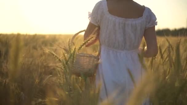 Młoda kobieta chodzi po żółtym polu pszenicy z koszykiem w rękach. Kosz słomy z kolcami pszenicy. Widok z tyłu z bliska. — Wideo stockowe