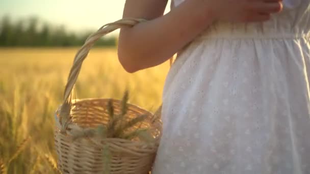 Una joven está caminando en un campo de trigo amarillo con una canasta en las manos. Cesta de paja con espiguillas de trigo. Vista frontal de cerca . — Vídeos de Stock