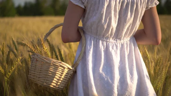 Młoda kobieta chodzi po żółtym polu pszenicy z koszykiem w rękach. Kosz słomy z kolcami pszenicy. Widok z tyłu z bliska. — Zdjęcie stockowe