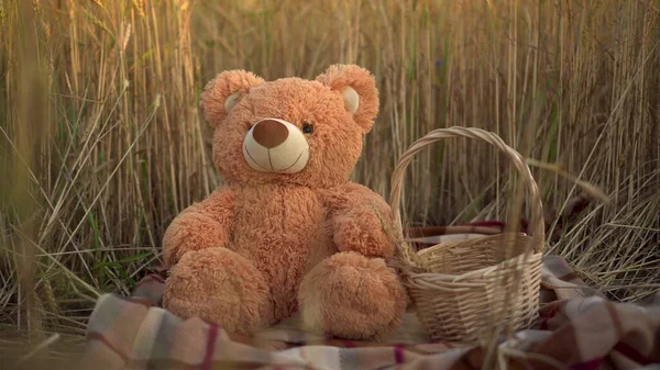 Medvídek sedí na pšeničném poli vedle koše. — Stock fotografie