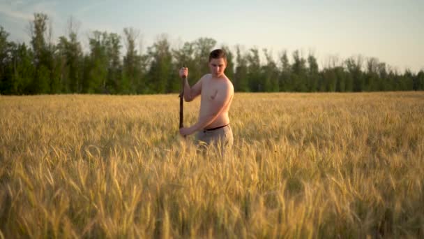 Gömleği olmayan genç bir adam buğday tırpanı biçer. Gün batımında tarlada bir adam. — Stok video