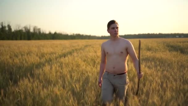 셔츠를 입지 않은 젊은이 가손에 막대기를 들고 밀 밭을 걷고 있다. 해 가질 때노란 들판에 있는 사람. — 비디오