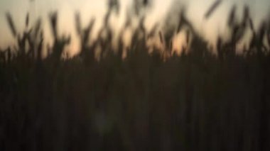 Sarı buğday tarlasında gün batımı. Kamera aşağıdan yukarıya doğru yükseliyor..