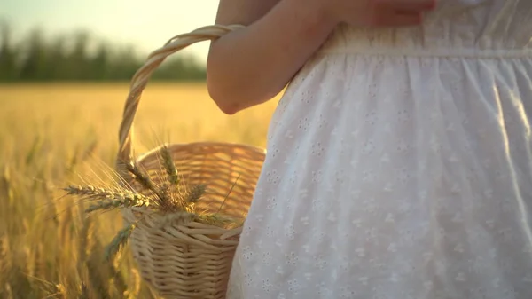 Młoda kobieta chodzi po żółtym polu pszenicy z koszykiem w rękach. Kosz słomy z kolcami pszenicy. Widok z przodu zbliżenie. — Zdjęcie stockowe