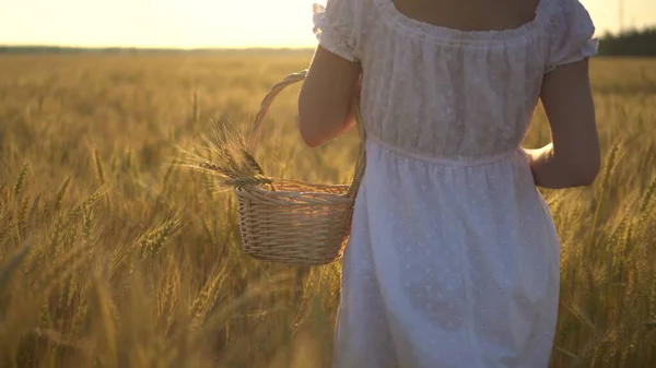 Uma jovem está andando em um campo de trigo amarelo com um cesto em suas mãos. Cesta de palha com espiguetas de trigo. Visão traseira close-up . — Fotografia de Stock