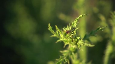 Burdock 'a yakın çekim. Dikenli çimlerin yeşil tepesi. Yakın plan..