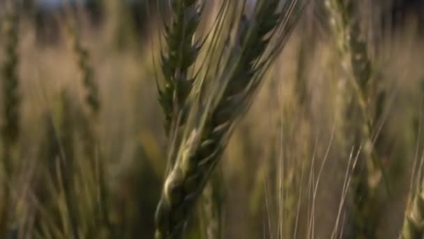 Buğday tarlasına yakın çekim. Kamera yeşil dikenleri delip geçiyor. Yavaş çekim. — Stok video