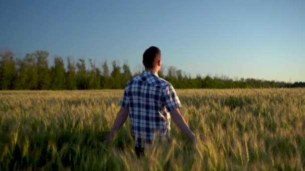 Un joven con camisa camina sobre un campo de trigo verde. Un hombre camina y toca las espigas de trigo. Vista trasera . — Vídeo de stock