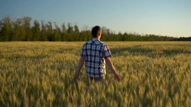 Молодой человек в рубашке идет по зеленому пшеничному полю. Мужчина ходит и касается колосьев. Вид сзади . — стоковое видео