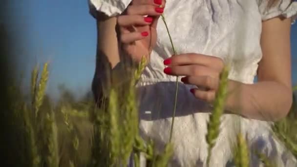 Jonge vrouw raakt het spikelet in haar handen close-up. Een meisje in een witte jurk staat in een groen tarweveld. — Stockvideo