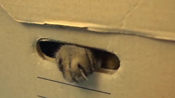 El gato británico se sienta en una caja de cartón y saca una pata. Una mujer está jugando con un gato. Movimiento lento . — Vídeos de Stock