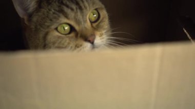 Bir İngiliz kedisi karton bir kutuda oturur ve bir çatlaktan bakar..