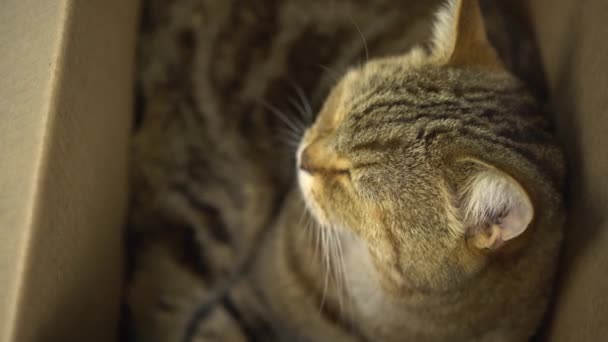 Μια βρετανίδα γάτα κάθεται σε ένα ανοιχτό χαρτόκουτο και κοιμάται. Κοντινό κατοικίδιο. — Αρχείο Βίντεο