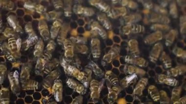 Arılar kalıtsal taraklarda yakın planda sürünürler. Arıların evi. Arılar arılarda bal üretimi üzerinde çalışıyorlar..