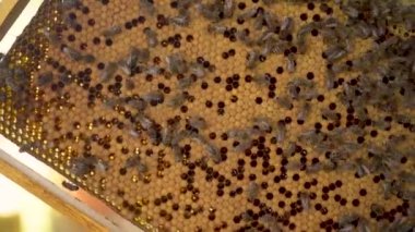 Arılar kalıtsal taraklarda yakın planda sürünürler. Arıların evi. Arılar arılarda bal üretimi üzerinde çalışıyorlar..