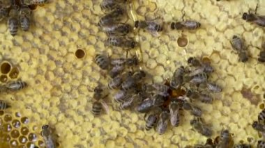 Arılar bal peteklerine tırmanıyor. Arılar arılarda bal üretimi üzerinde çalışıyorlar..