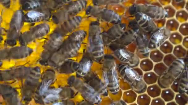 Пчелы ползают на сотах крупным планом. Пчелы работают над производством меда на пасеке. — стоковое видео