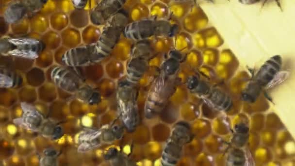 A abelha rainha rasteja entre os trabalhadores. Close-up de abelhas rastejando em favos de mel. As abelhas estão trabalhando na produção de mel no apiário . — Vídeo de Stock