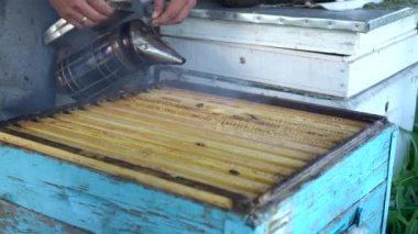 Arıcı kovanlara duman üflüyor ve onu temizliyor. Adam arılarla ilgileniyor..