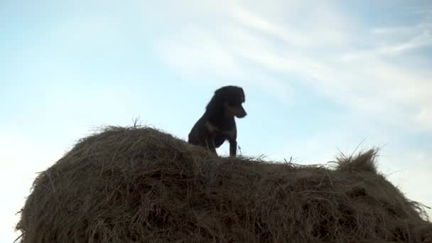 Um cão pequeno está em um palheiro. Vista inferior do cão. Cão de guarda na fazenda . — Vídeo de Stock