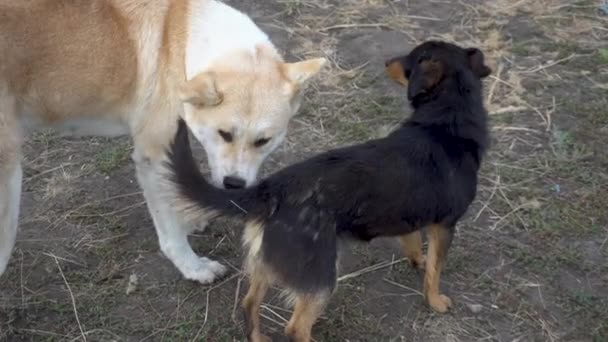 Un grand chien enlève les puces d'un petit chien. Les deux chiens sont devenus amis.