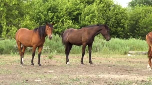 Unga hästar står på gården. Hästar står bredvid varandra. — Stockvideo