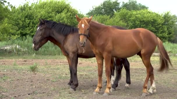 Des jeunes chevaux debout à la ferme. Chevaux se tiennent côte à côte.