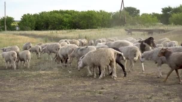 Um bando de ovelhas e vacas está correndo na fazenda. Animais indefesos são conduzidos por um pastor . — Vídeo de Stock