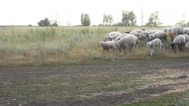 Um bando de ovelhas corre na fazenda. Animais indefesos são conduzidos por um pastor . — Vídeo de Stock