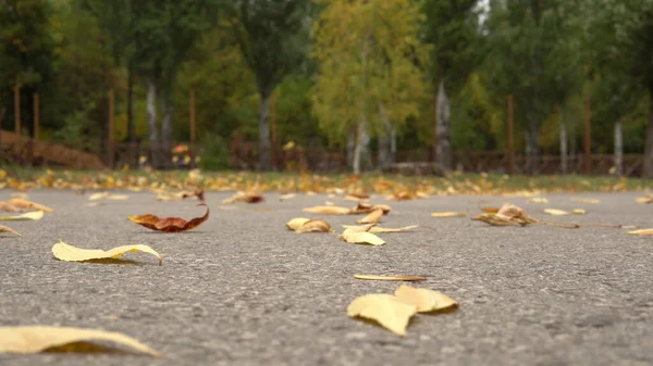 De wind stijgt herfst gele bladeren van het asfalt in het park — Stockfoto