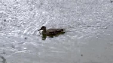 Yaban ördeği yağmurda gölette yüzer. Parktaki nehir..