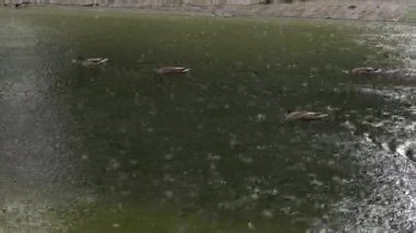 Vahşi ördekler yağmurda bir gölette yüzerler. Parktaki nehir..