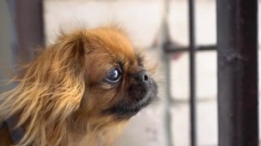 Kızıl saçlı bir Pekin köpeği yan tarafa bakar ve havlar. Rüzgar köpeklerin tüylerini dalgalandırır. Yavaş çekim.