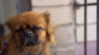 Kızıl saçlı Pekin köpeği kameraya bakar ve sonra arkasını döner. Rüzgar köpeklerin tüylerini dalgalandırır. Yavaş çekim.