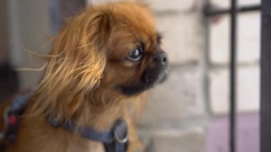 Kızıl saçlı bir Pekin köpeği yan tarafa bakar ve havlar. Rüzgar köpeklerin tüylerini dalgalandırır. Yavaş çekim.