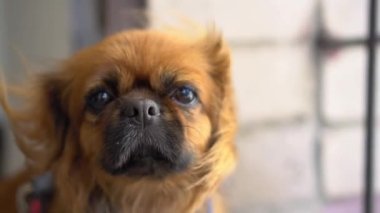 Kızıl saçlı Pekin köpeği kameraya bakar ve sonra arkasını döner. Rüzgar köpeklerin tüylerini dalgalandırır. Yan görüş. Yavaş çekim.