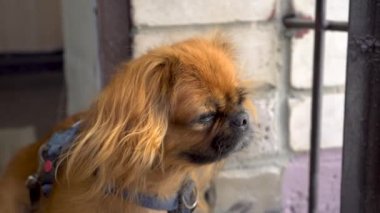 Kızıl saçlı Pekin köpeği dikkatlice içeri bakar ve yan tarafa bakar. Rüzgâr köpeklerin tüylerini sallar..