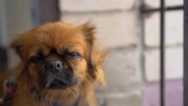 En rödhårig pekingesisk hund tittar på kameran och vänder sig sedan bort. Vinden får hundpälsen att rinna. Långsamma rörelser. — Stockvideo