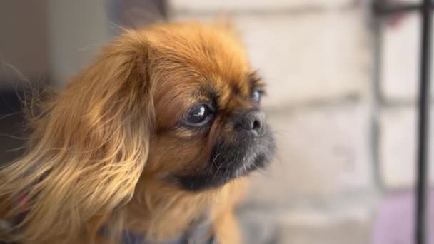 The red-haired Pekingese dog looks in attentively looks to the side. The wind flutters the dogs fur. Slow motion. — Stock Video