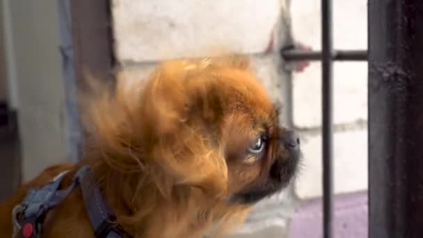 Le chien Pékinois aux cheveux roux regarde attentivement sur le côté. Le vent vibre la fourrure des chiens. — Video