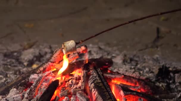 O marshmallow em um pau assado em um fogo fecha-se. Fogueira à noite. — Vídeo de Stock