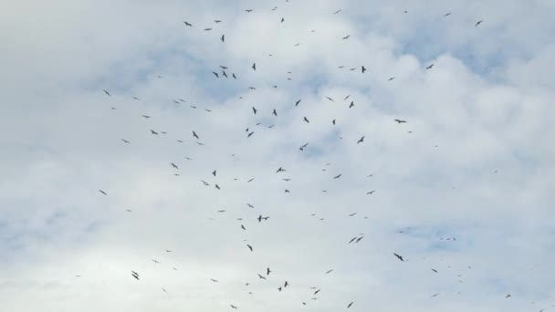 Большое стадо орлов летит на фоне облаков. — стоковое видео